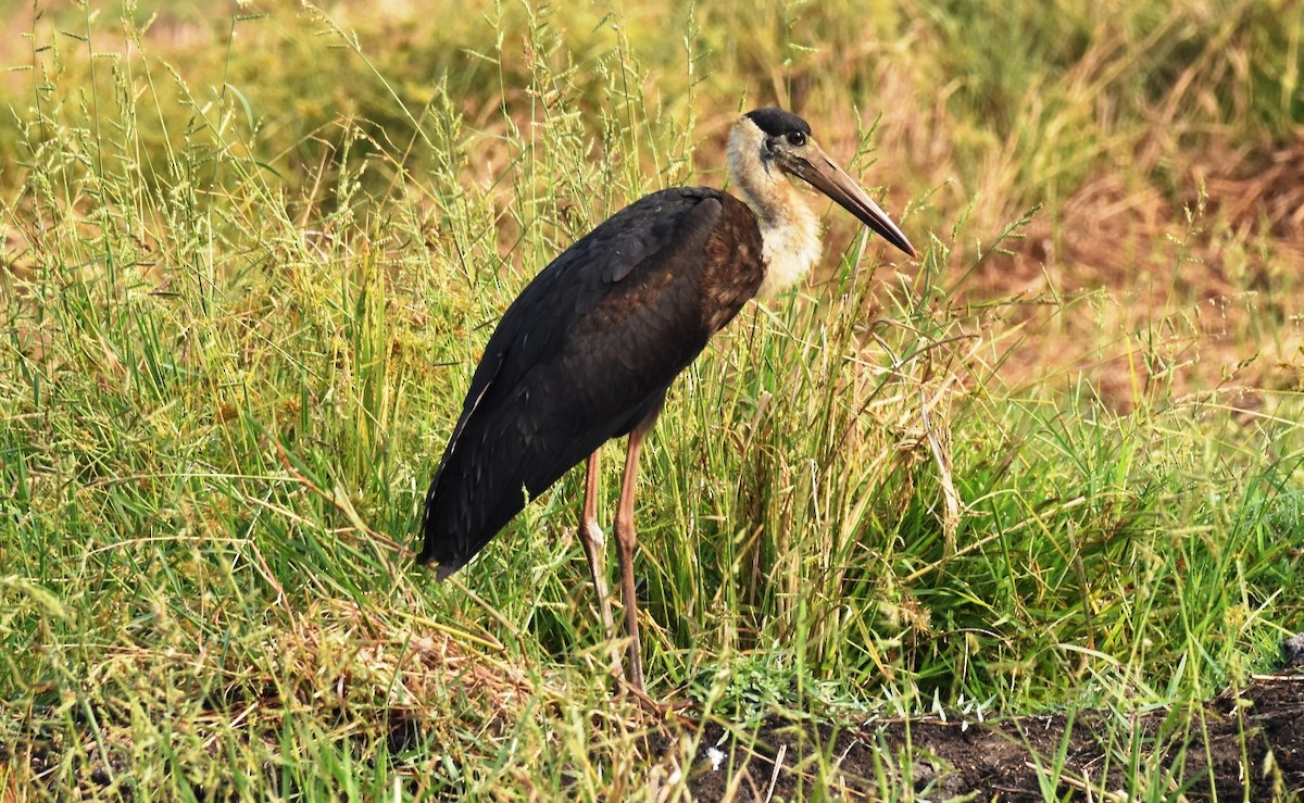 Asian Woolly-necked Stork - H Nambiar