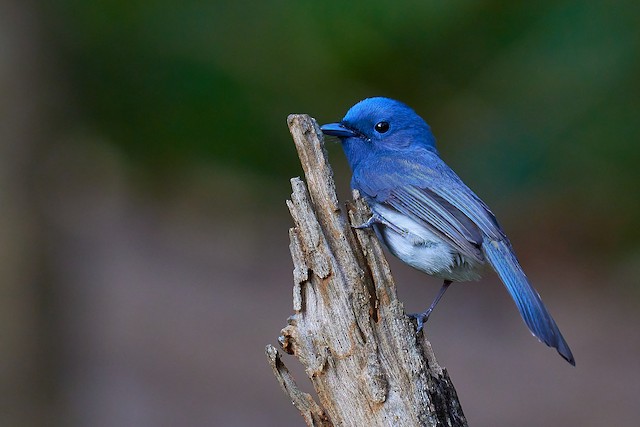 Black-naped Monarch - eBird