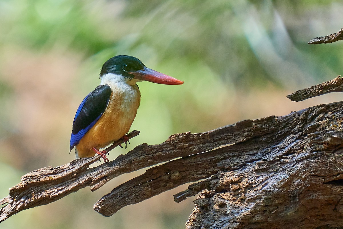 Black-capped Kingfisher - Raghavendra  Pai