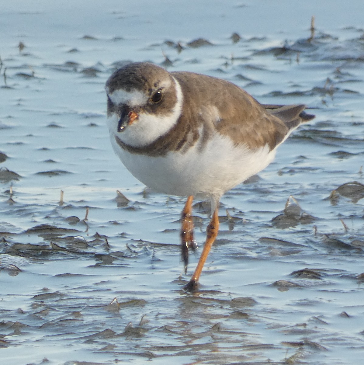 Semipalmated Plover - ML311576121