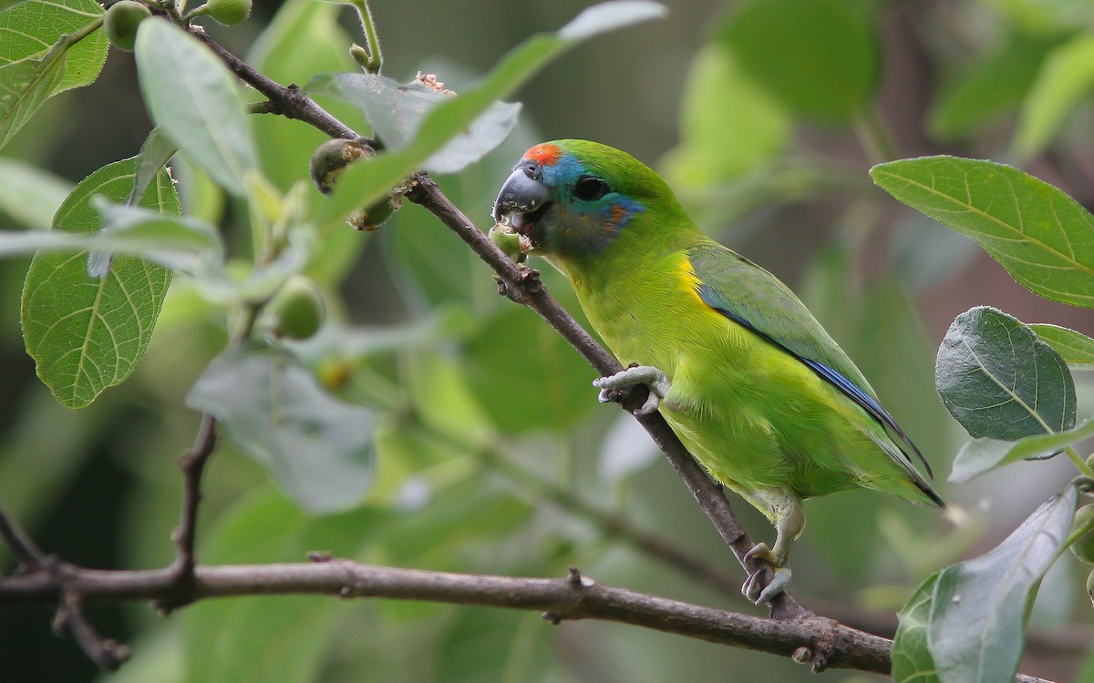 Double-eyed Fig-Parrot - ML311576161