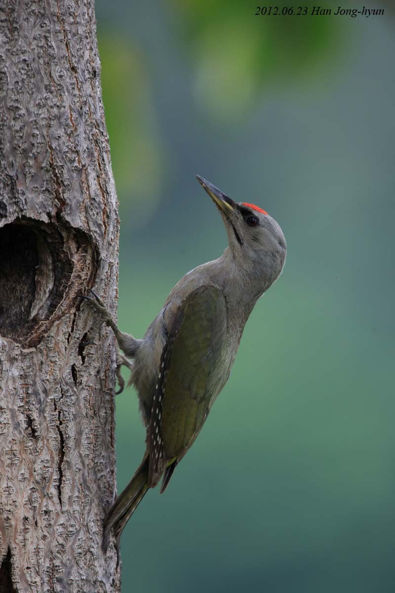 Gray-headed Woodpecker - Peter Han