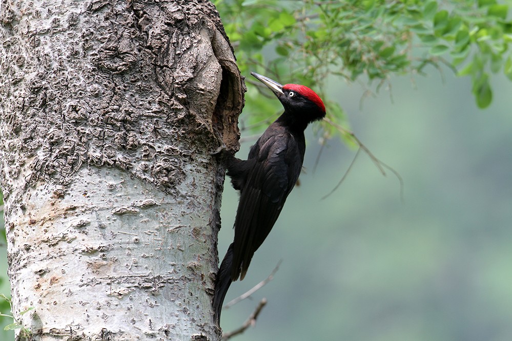 Black Woodpecker - Peter Han