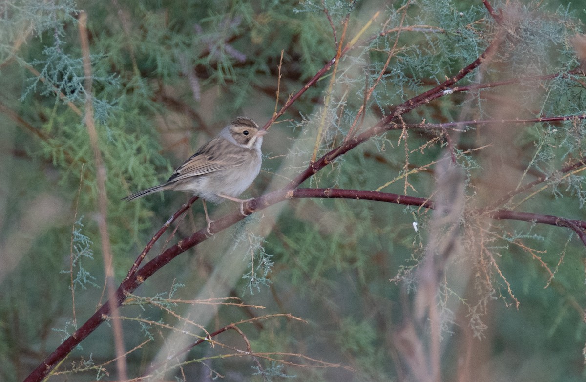 Clay-colored Sparrow - Levi Plummer