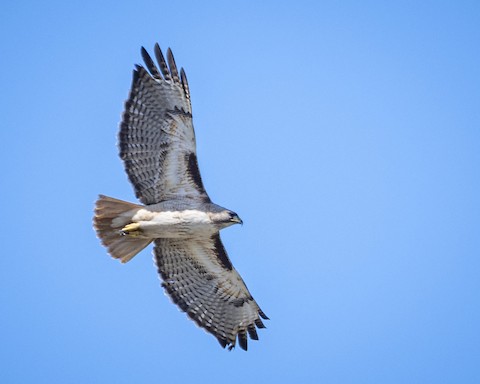 Red-tailed Hawk - James Kendall