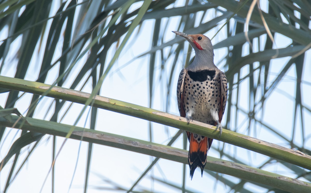 Northern Flicker (Red-shafted) - ML311580151