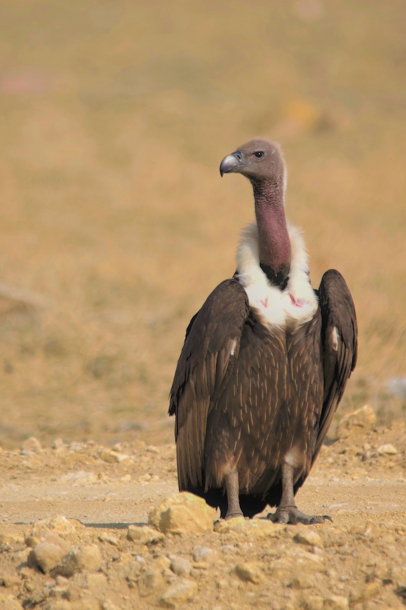 White-rumped Vulture - Ikshan Ganpathi