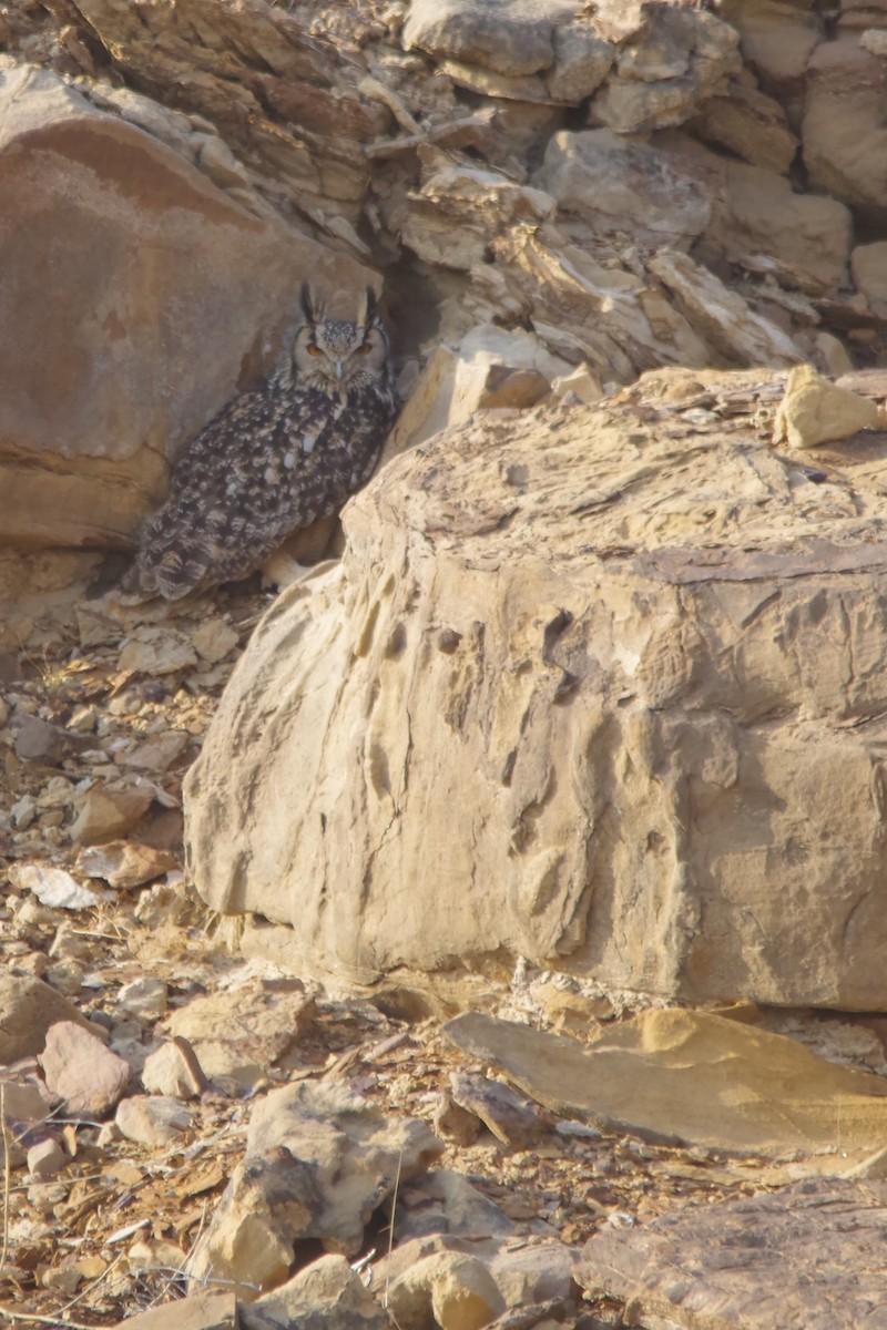 Rock Eagle-Owl - Ikshan Ganpathi