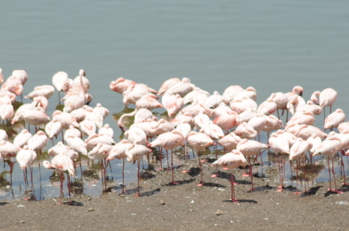 Lesser Flamingo - ML311587661