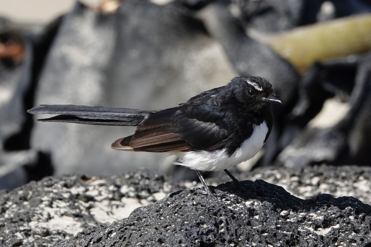 Willie-wagtail - ML311593201