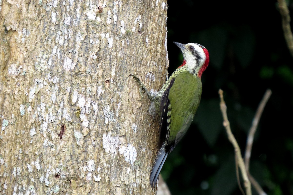 Cuban Green Woodpecker - Chi-Lien (綺蓮) Hsueh (薛)