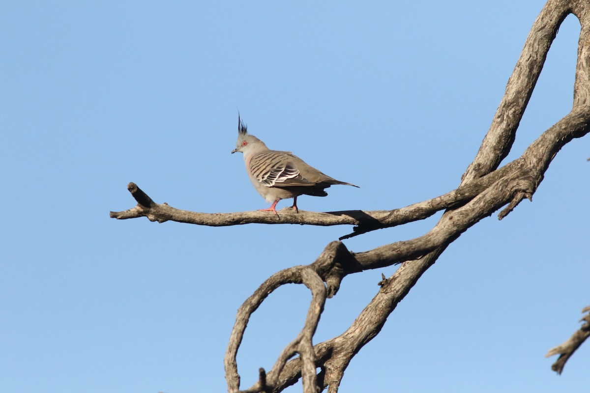 Crested Pigeon - ML311603371