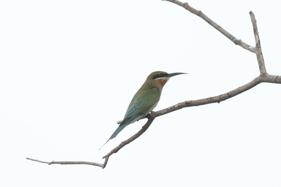 Blue-tailed Bee-eater - Andrew William