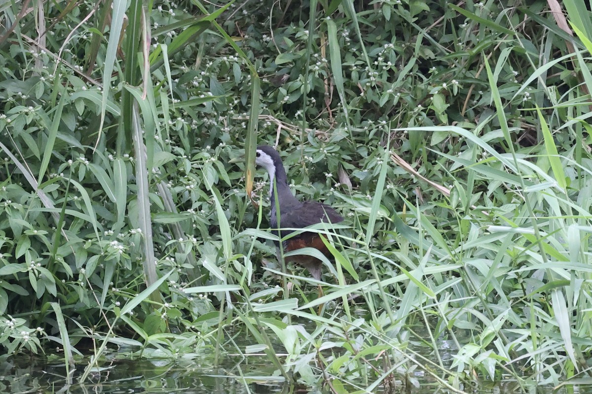 White-breasted Waterhen - Andrew William