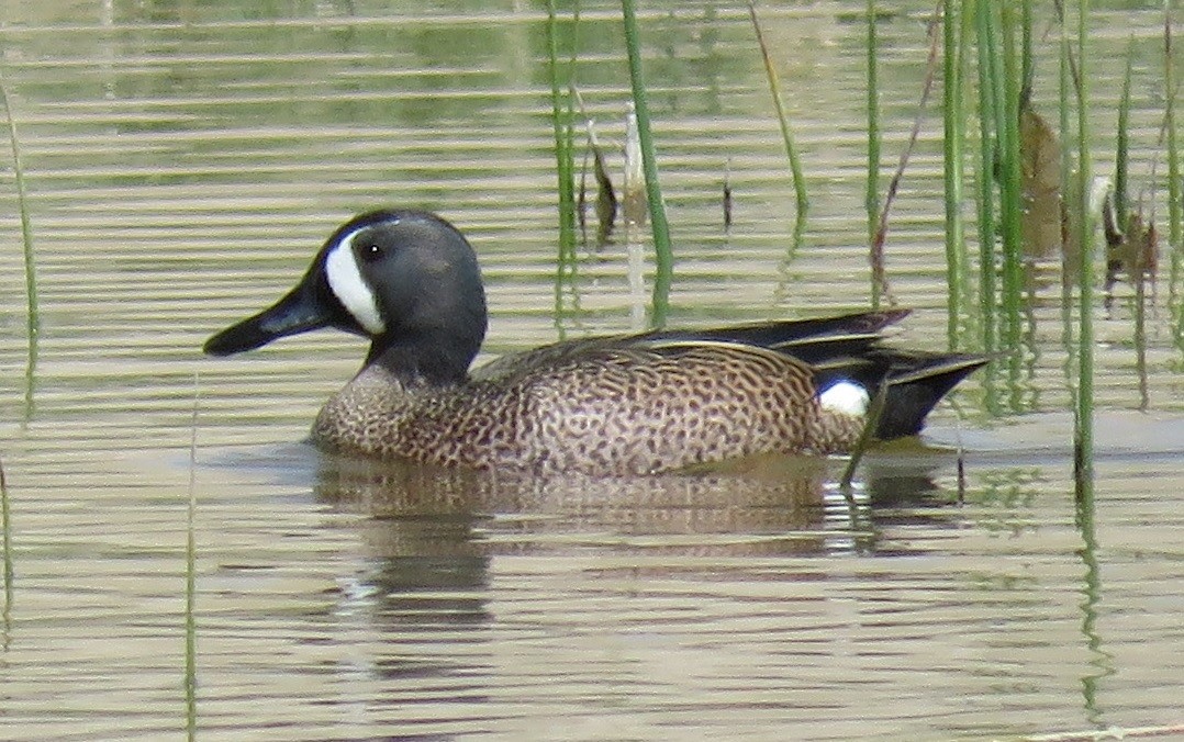 Blue-winged Teal - ML31160871