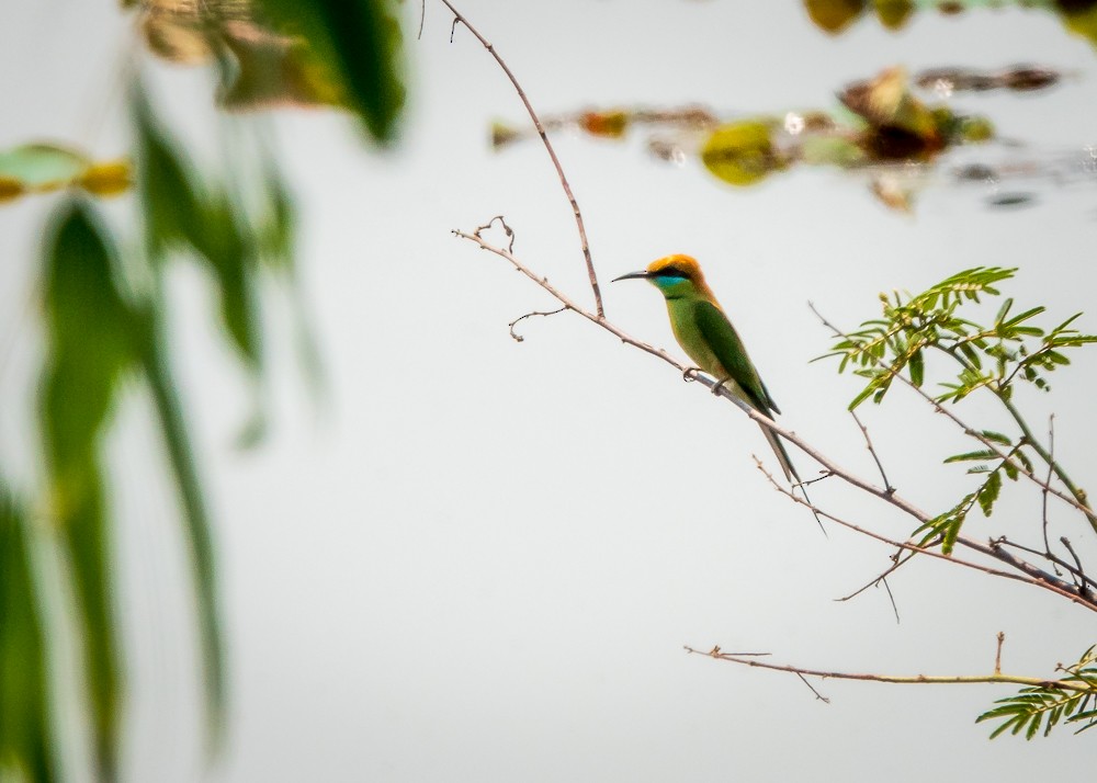 Asian Green Bee-eater - ML311609061