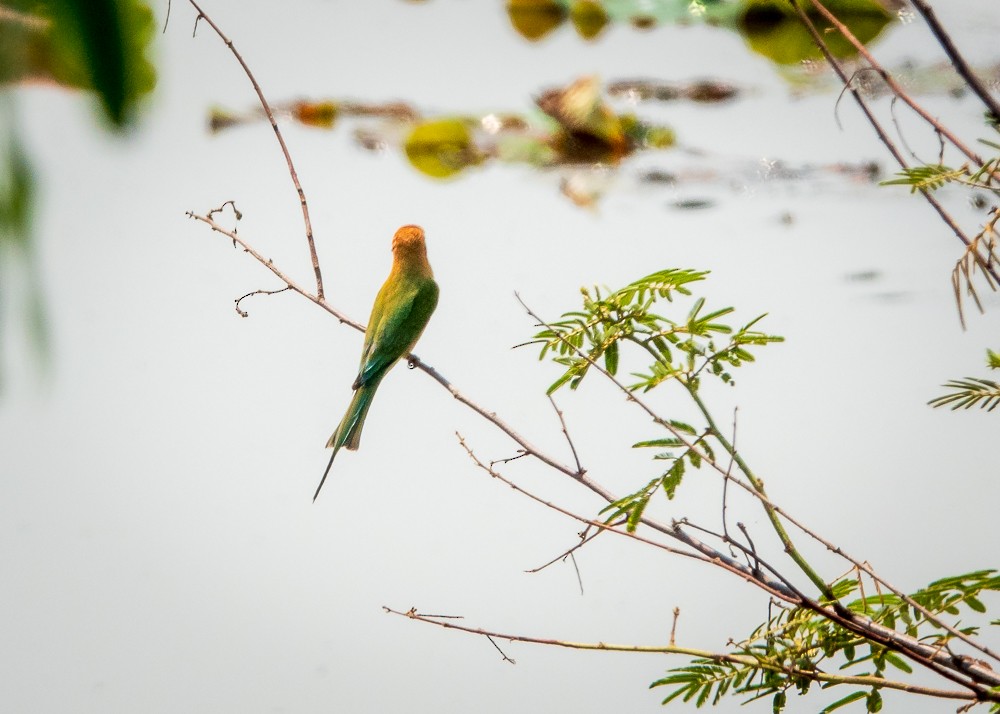 Asian Green Bee-eater - ML311609121