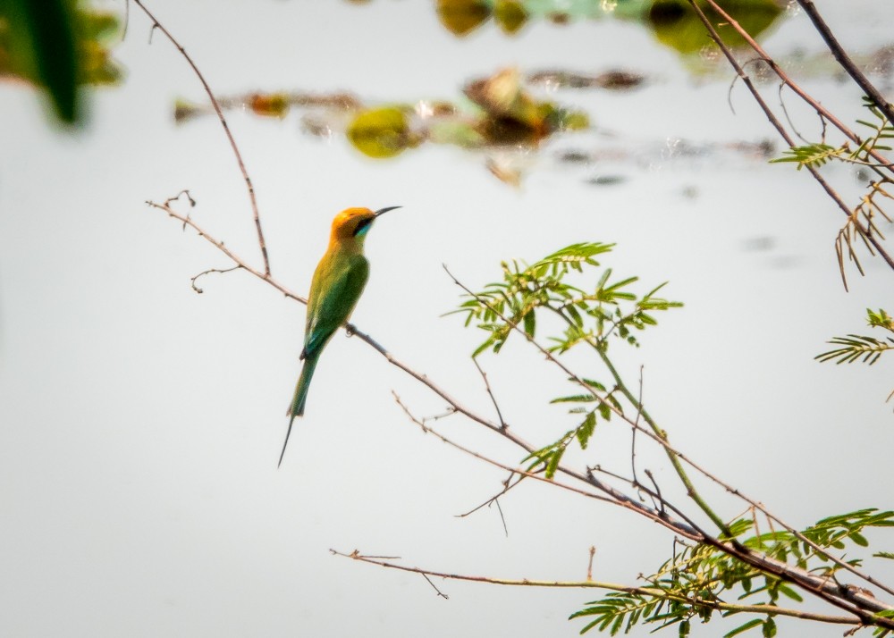Asian Green Bee-eater - ML311609141