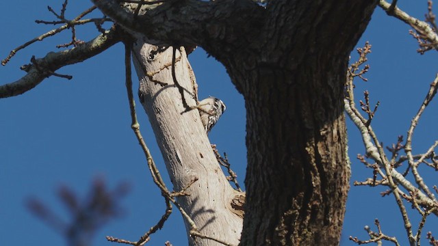 Lesser Spotted Woodpecker - ML311611691