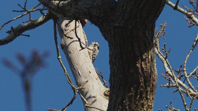 Lesser Spotted Woodpecker - ML311611711