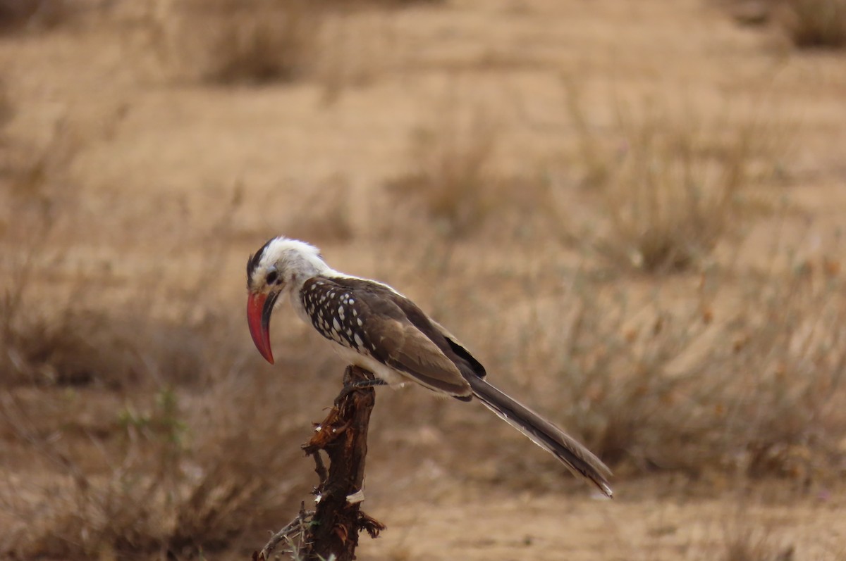 Northern Red-billed Hornbill - David Orth-Moore