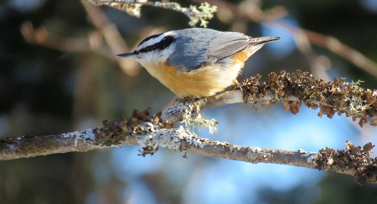 Red-breasted Nuthatch - ML311626941