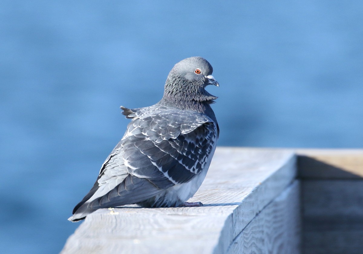 Rock Pigeon (Feral Pigeon) - ML311629891