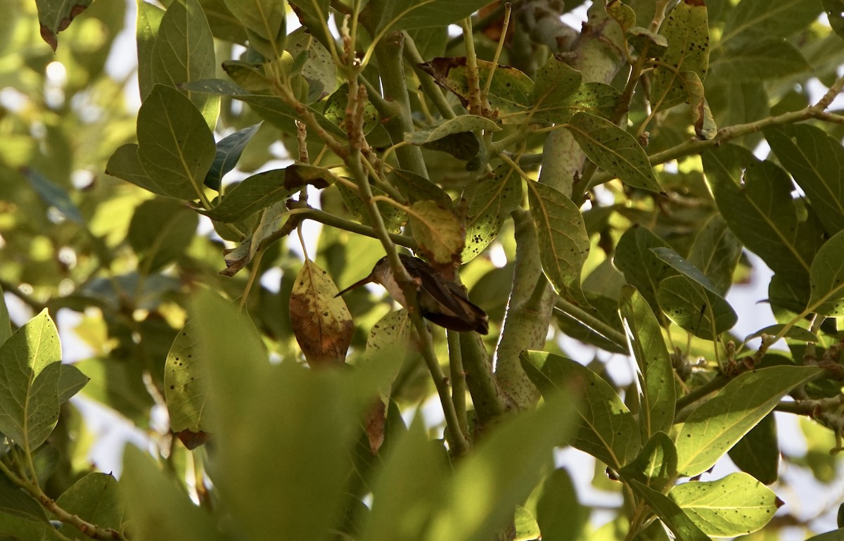 White-bellied Hummingbird - ML311630131