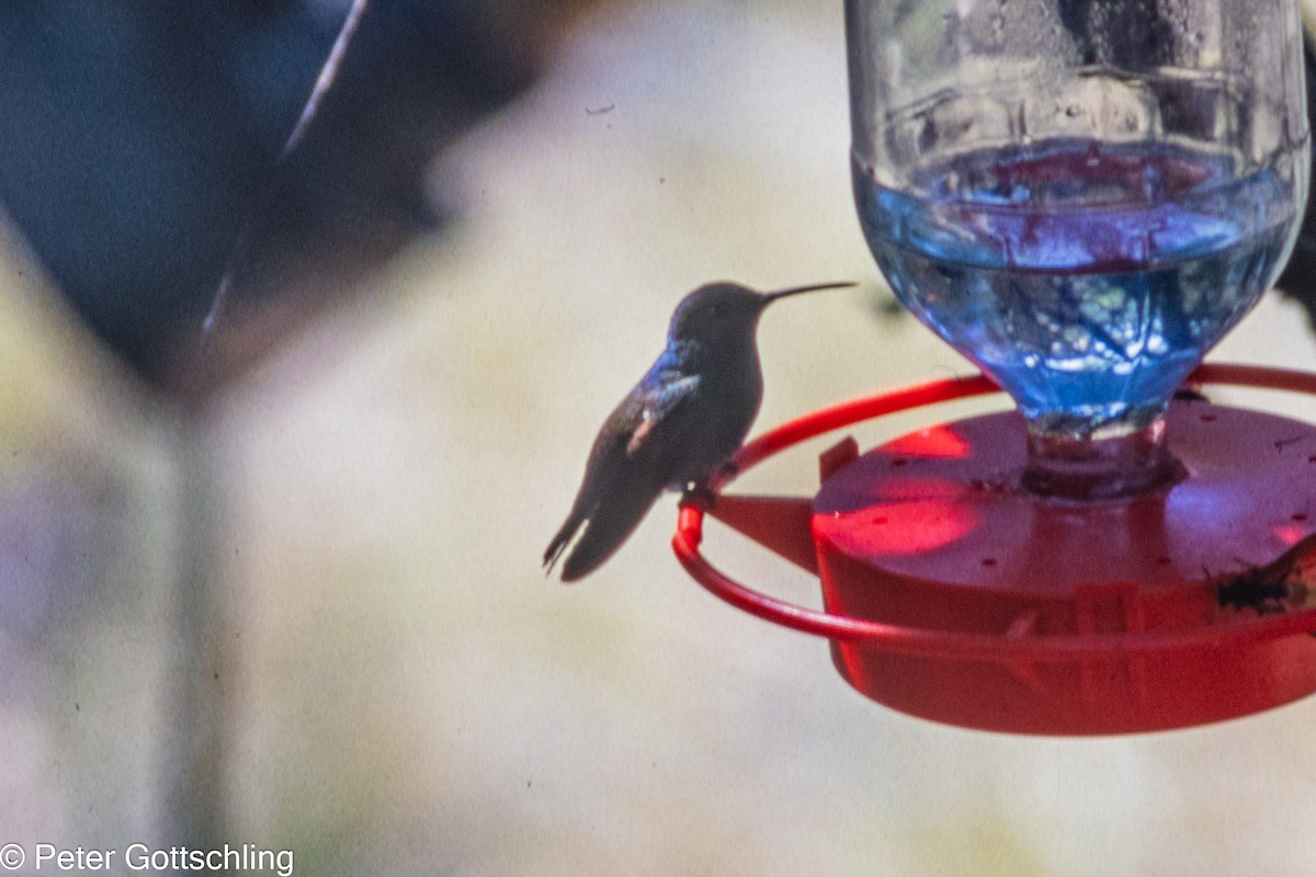 Berylline Hummingbird - Peter Gottschling