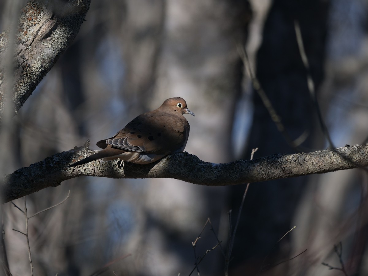 Mourning Dove - Rob Edsall
