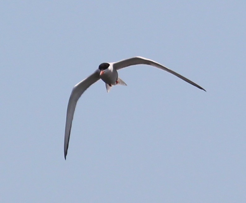 Common Tern - ML31163291