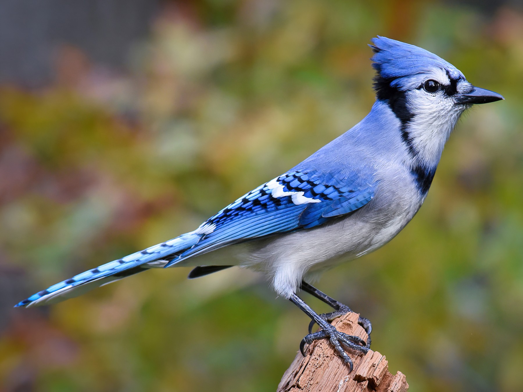 female blue jay bird