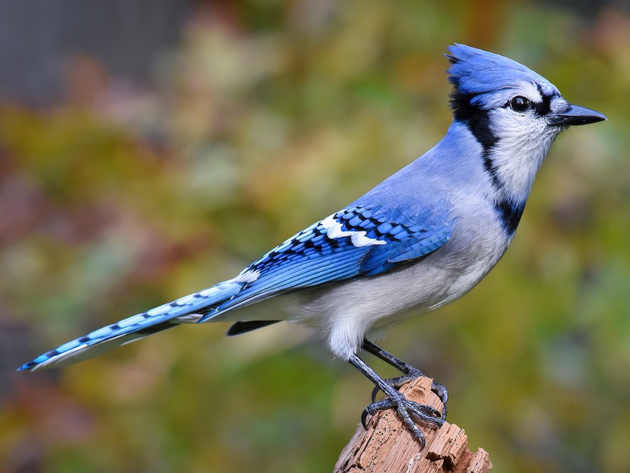 Blue jay feather on black background. It is a passerine bird in