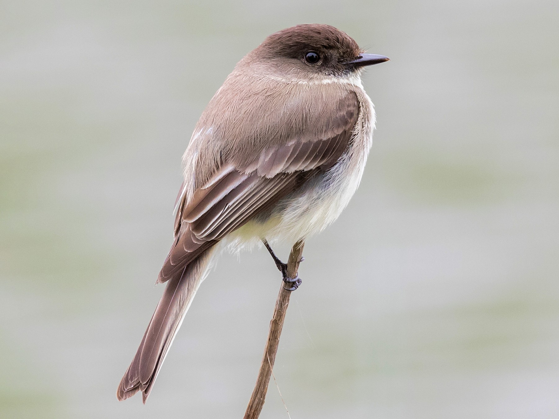 Eastern Phoebe Mass Audubon eBird