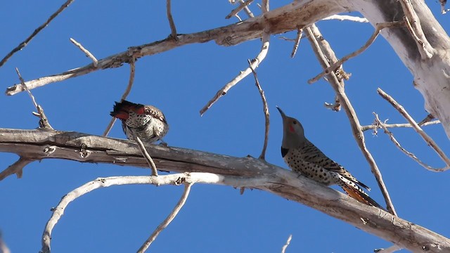 Northern Flicker (Red-shafted) - ML311636711