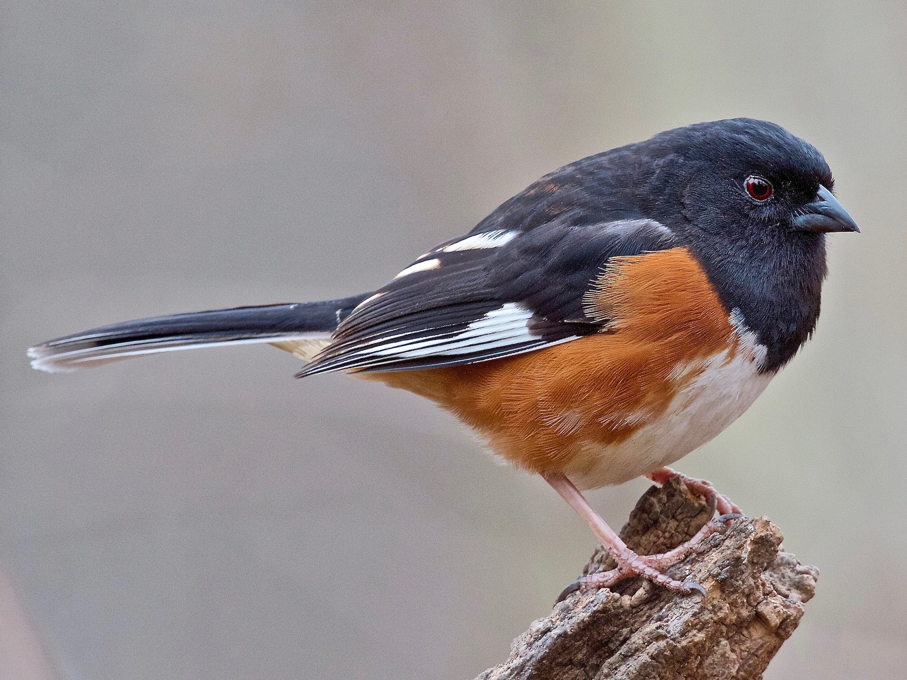 Eastern Towhee - Jack & Holly Bartholmai