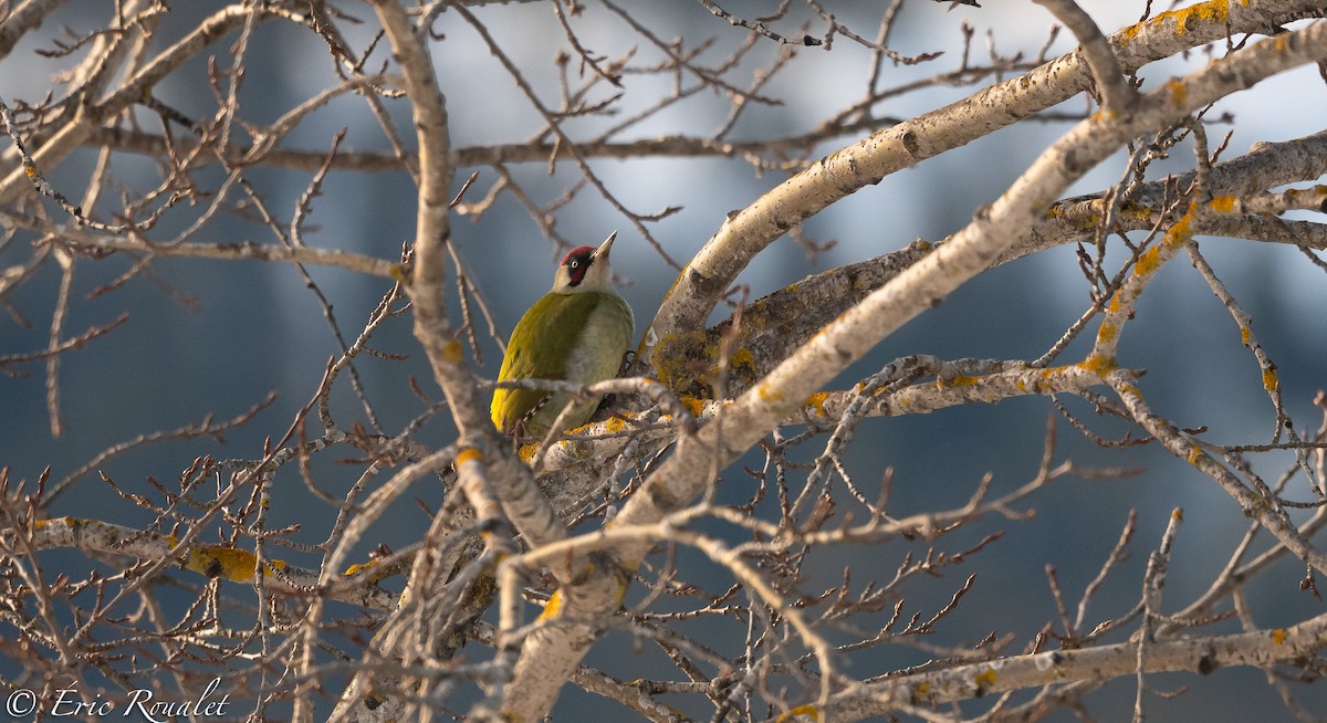 Eurasian Green Woodpecker (Eurasian) - Eric Francois Roualet