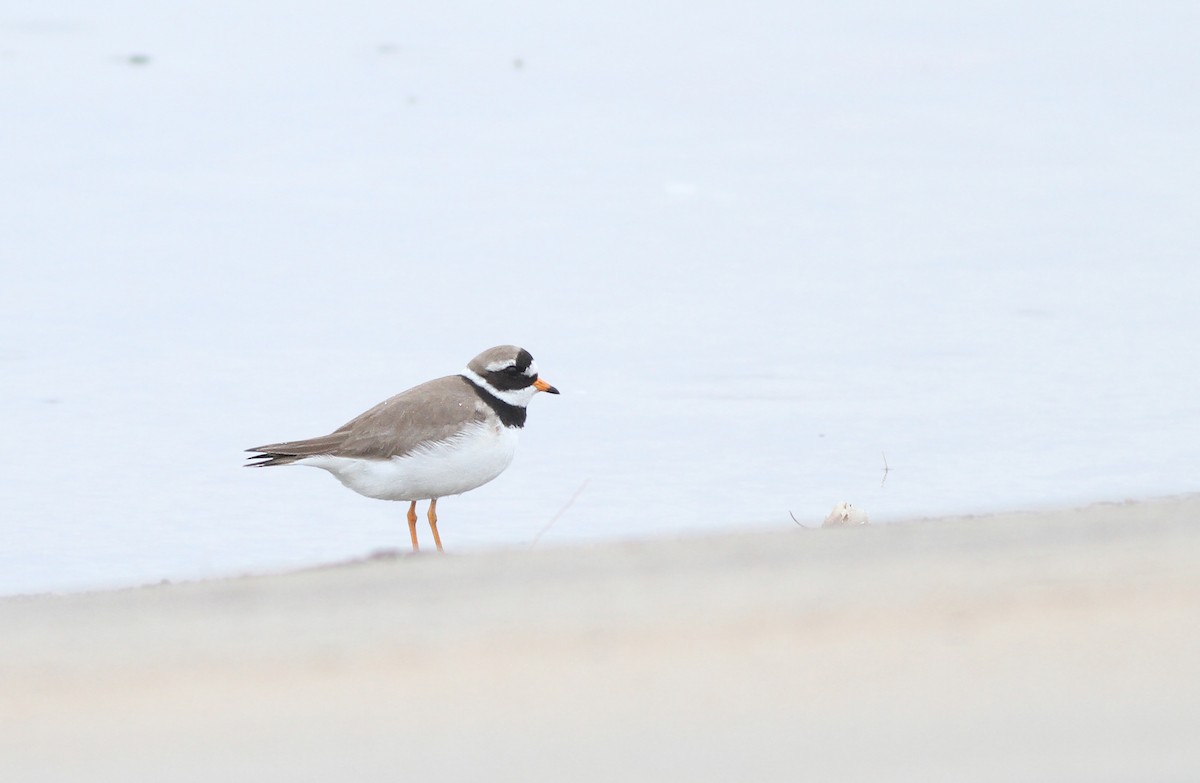 Common Ringed Plover - ML311639361