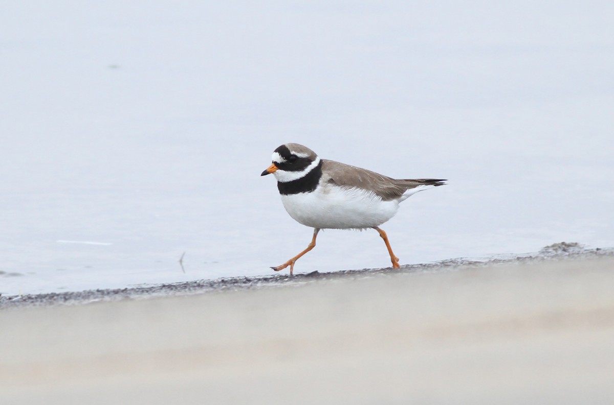Common Ringed Plover - ML311639371