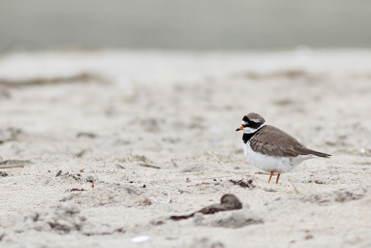 Common Ringed Plover - ML311639381