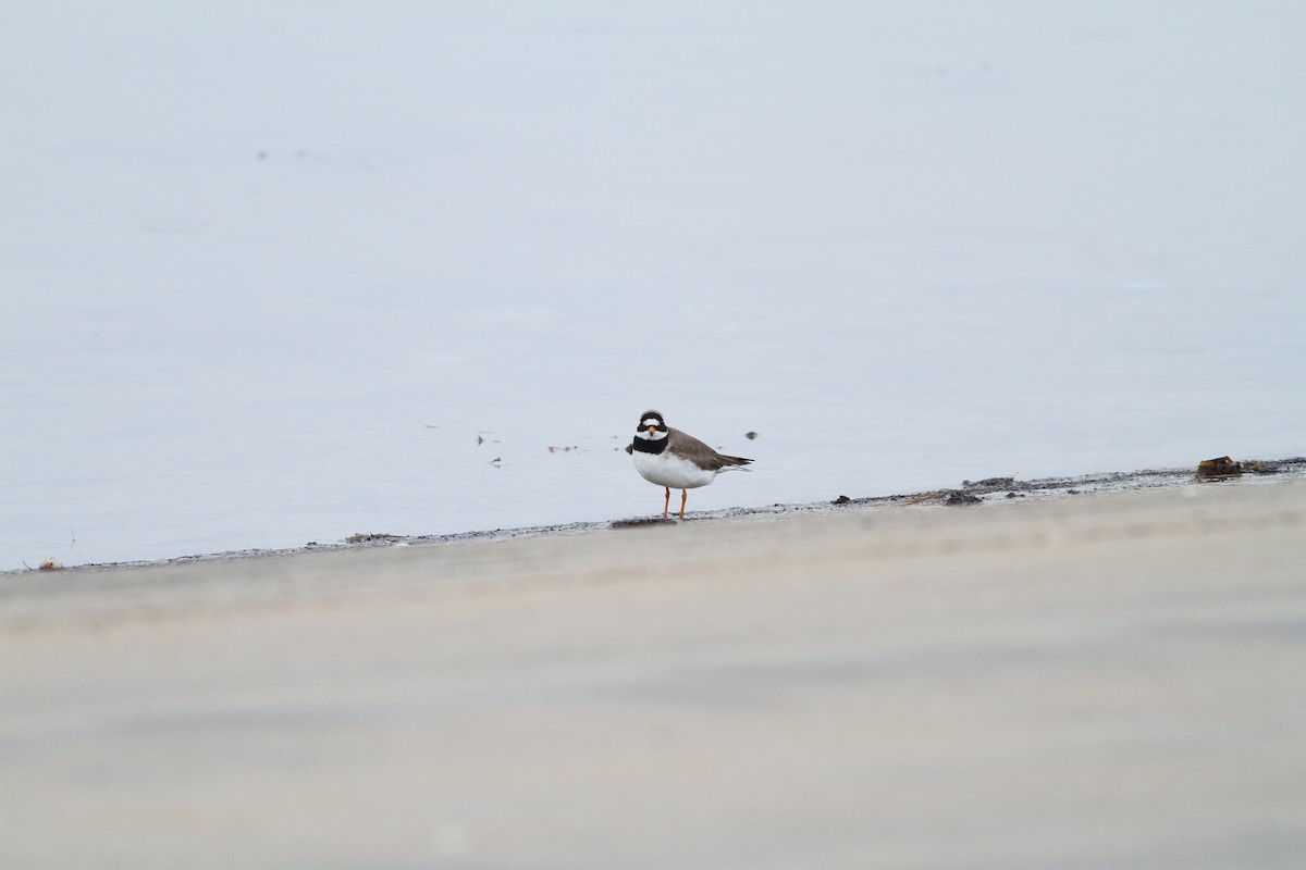 Common Ringed Plover - ML311639421