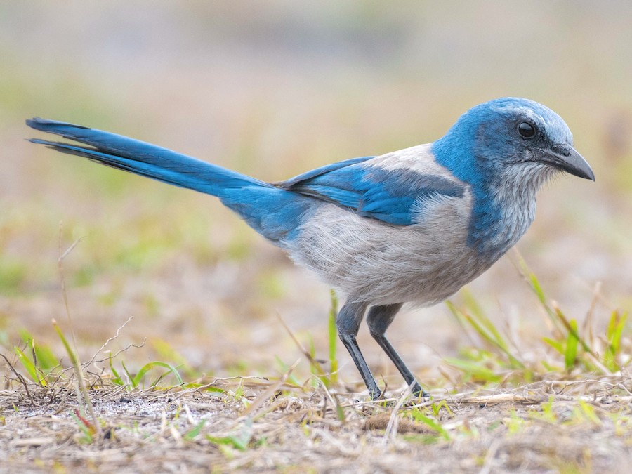 Blue Jay - eBird