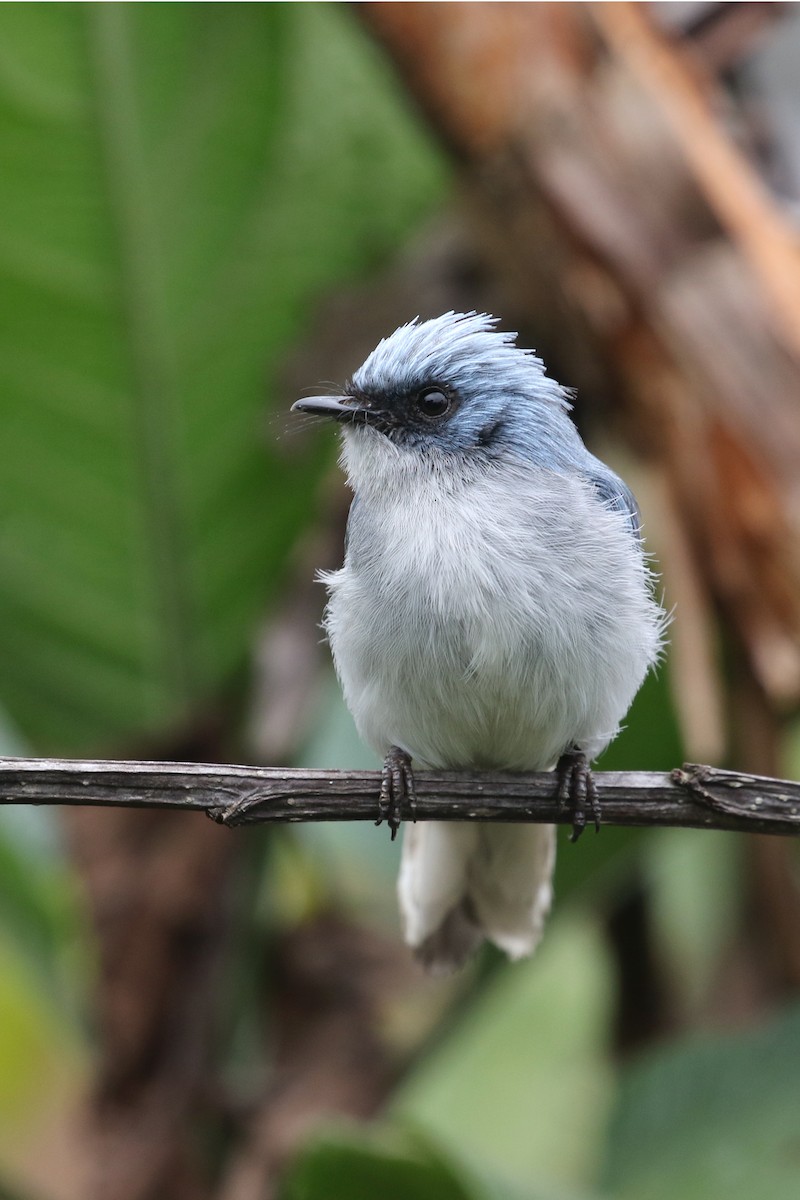 White-tailed Blue Flycatcher - Daniel Branch