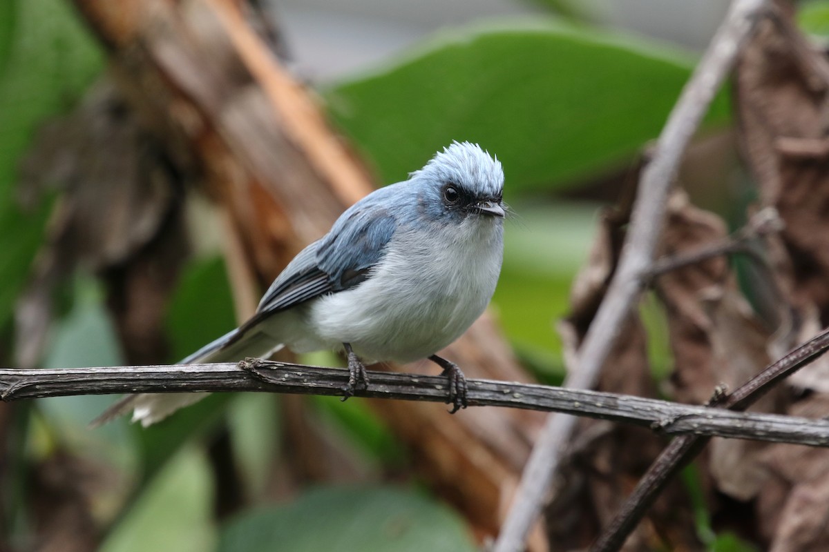 White-tailed Blue Flycatcher - Daniel Branch
