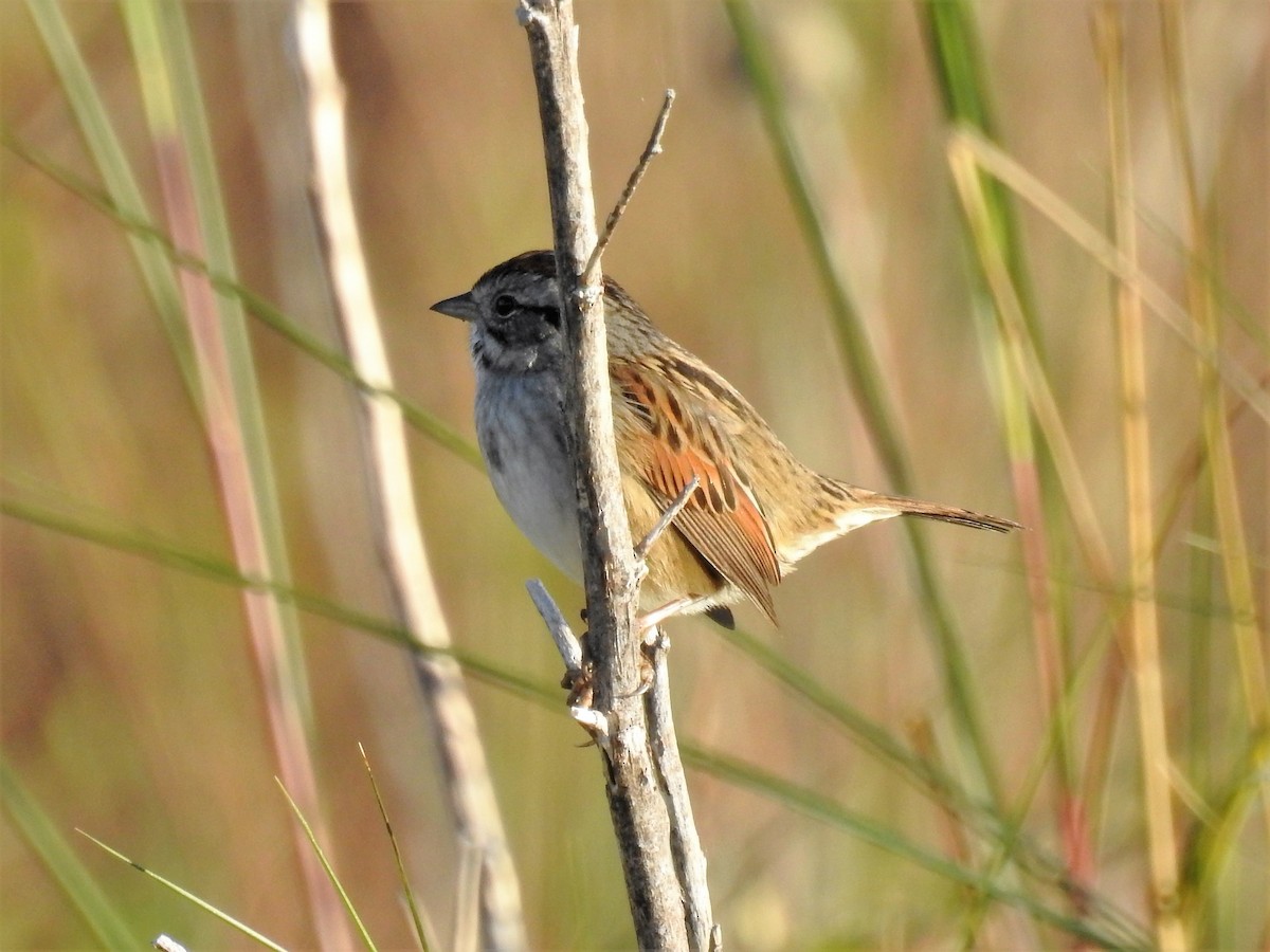 Swamp Sparrow - ML311645171