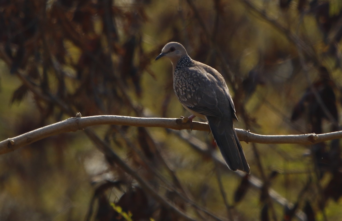 Spotted Dove - ML311648441