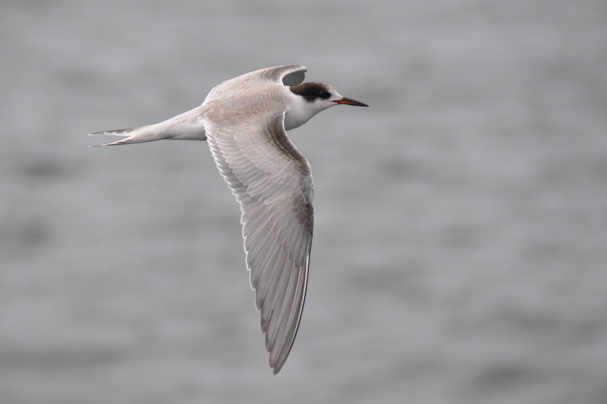 Common Tern - Andreas Deissner