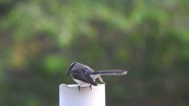 White-browed Fantail - ML311659281