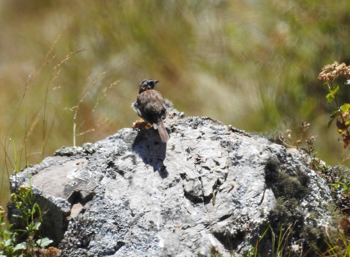 Rufous-collared Sparrow - ML311659351