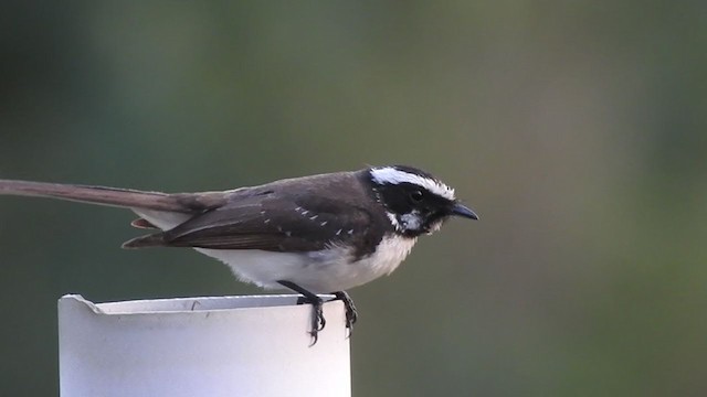 White-browed Fantail - ML311659641